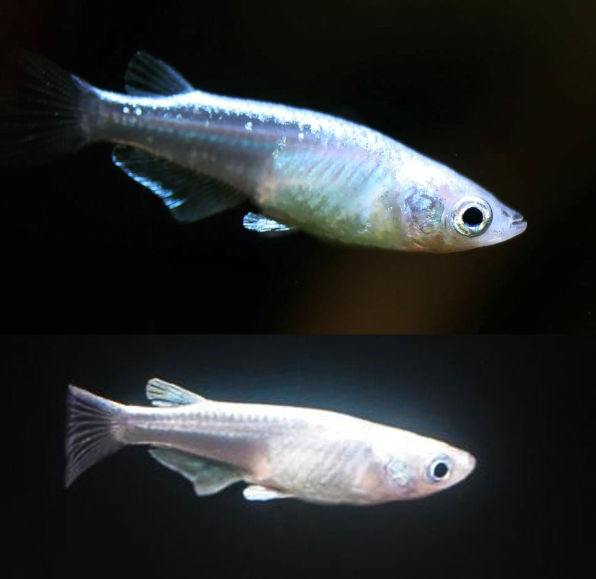 Medaka Japanese Platinum Ricefish Eggs