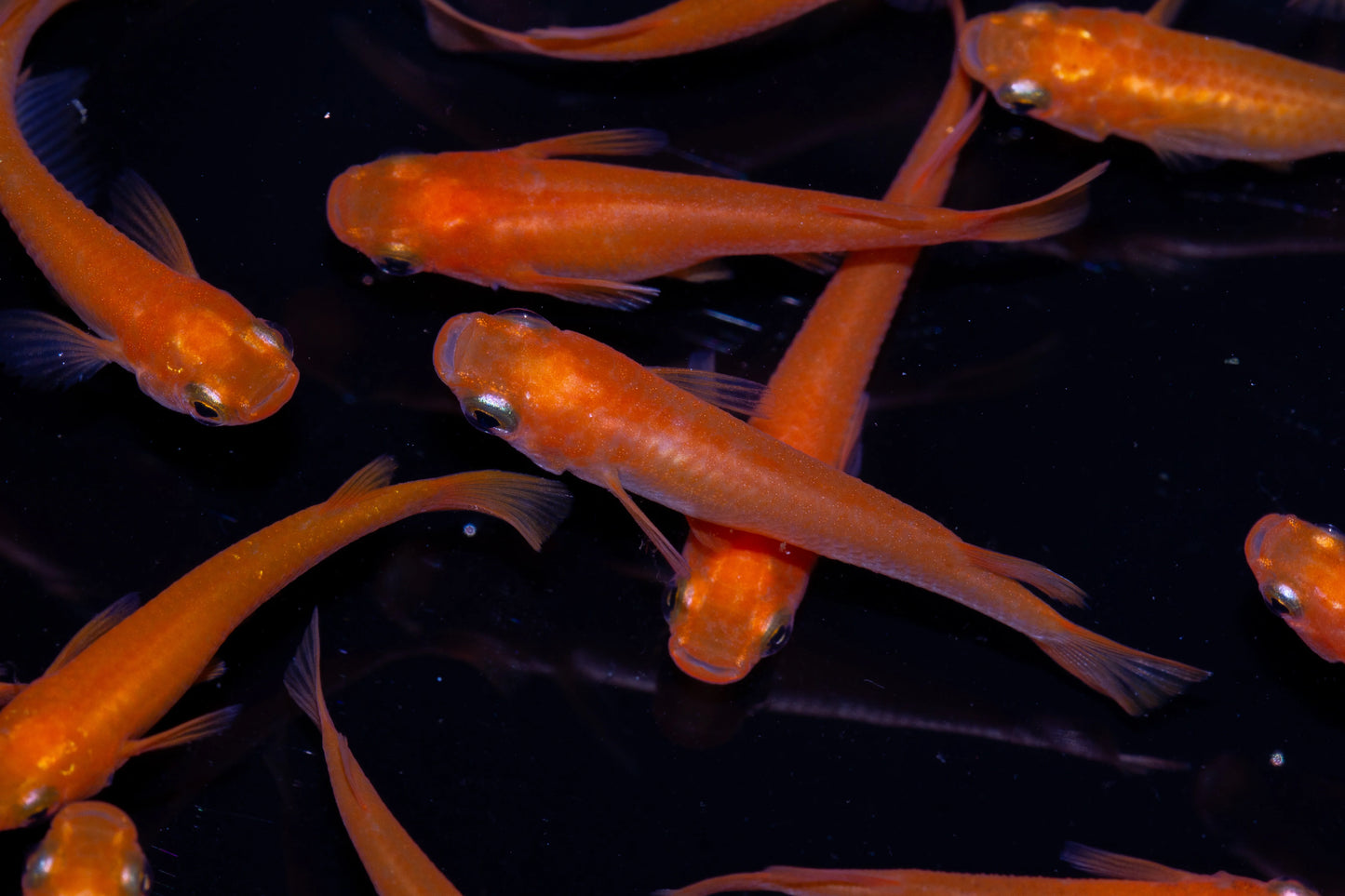Orange Medaka Japanese Ricefish