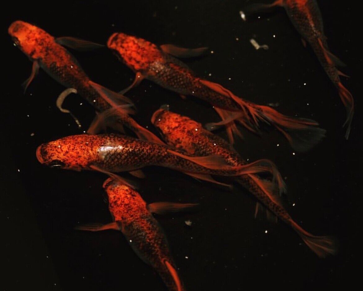 Dragon Medaka Ricefish